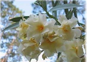 цветы олеандра