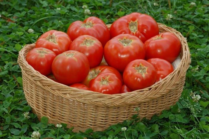 чем удобрять помидоры в грунте 