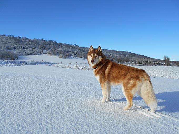 Собака сибирская хаски: описание породы, фото, характер, отзывы