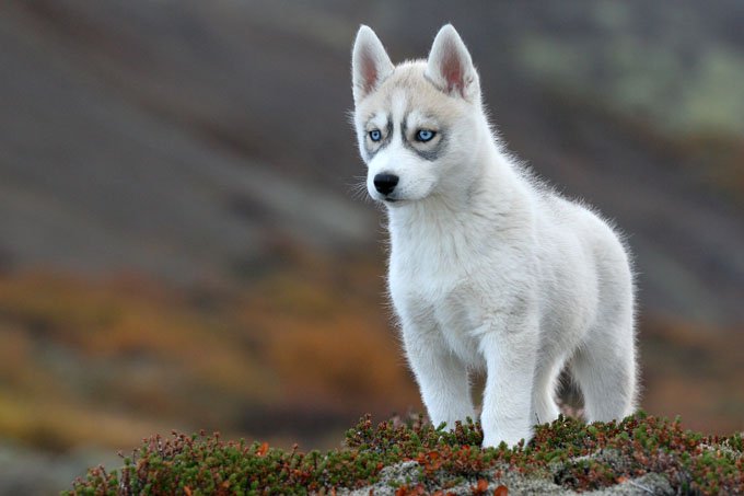 Собака сибирская хаски: описание породы, фото, характер, отзывы