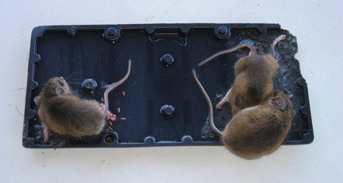 отрава от крыс и мышей
