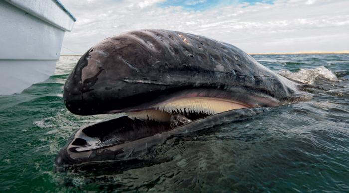 северный гладкий кит