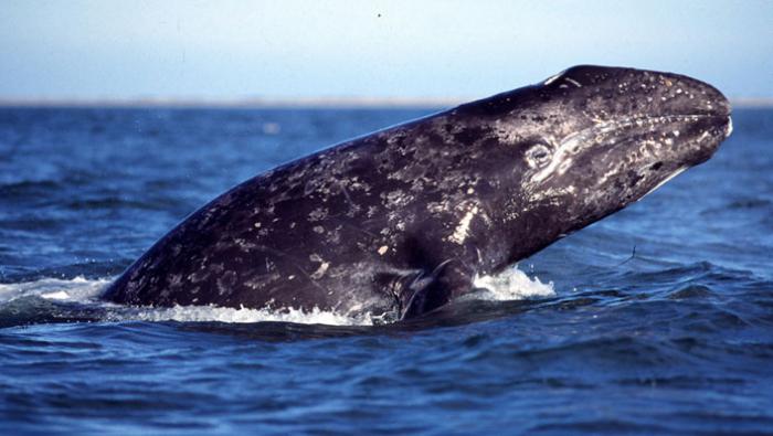 гренландский полярный кит