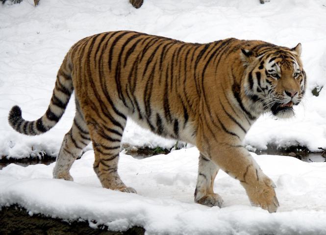 продолжительность жизни животных тигр