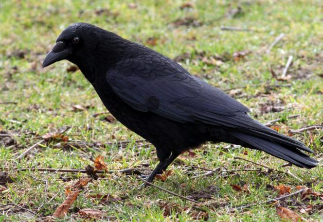 черные пятна на клюве у птицы