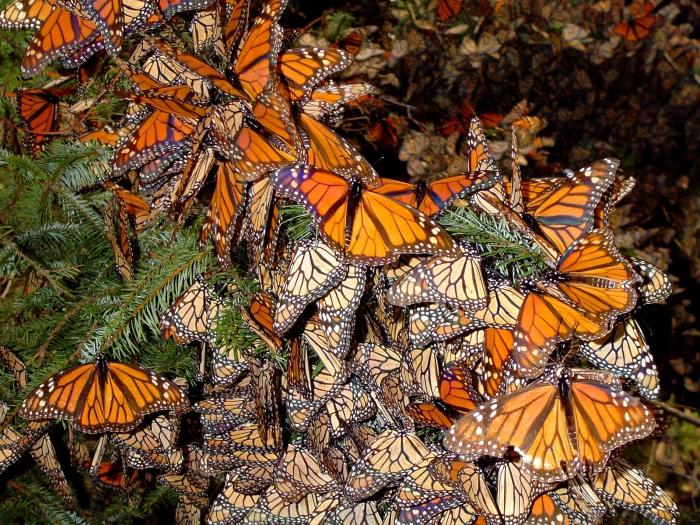 бабочка монарх фото