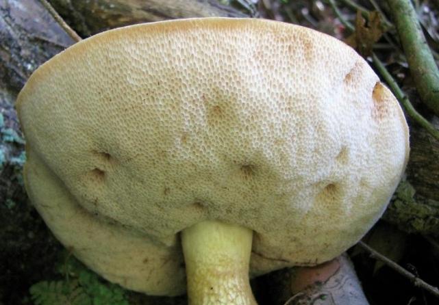 желчный гриб описание