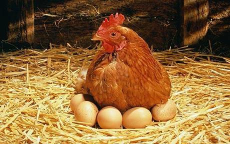 сколько курица высиживает яйца