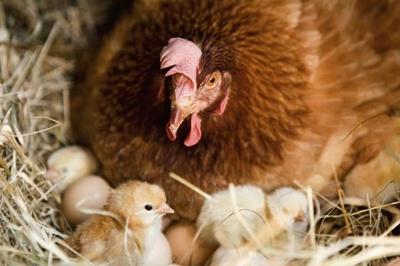 сколько времени курица высиживает яйца