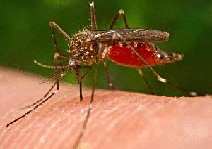 почему чешутся укусы комаров