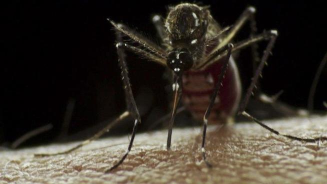 чешется укус комара что делать