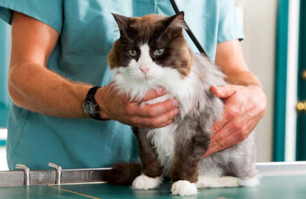 отравления у кошек лечение