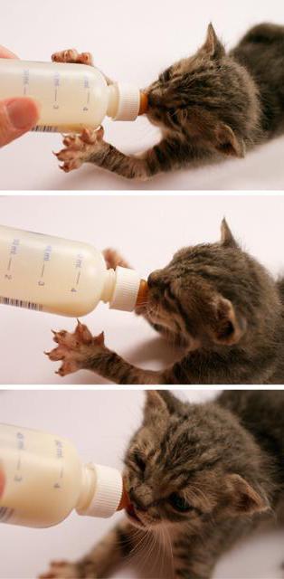 как научить котенка пить молоко