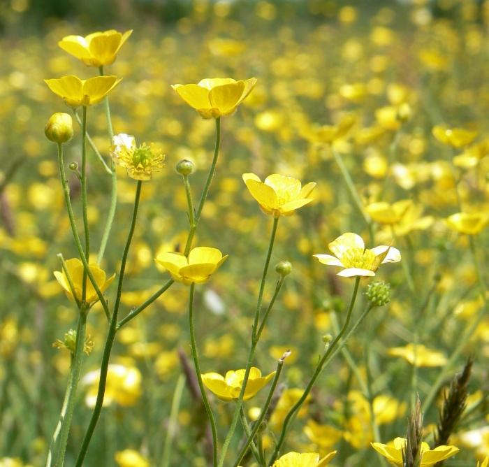 Почему желтый луговой цветок назвали лютиком