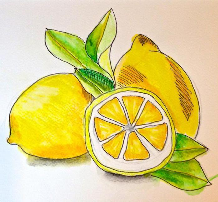 как нарисовать лимон карандашом поэтапно для начинающих