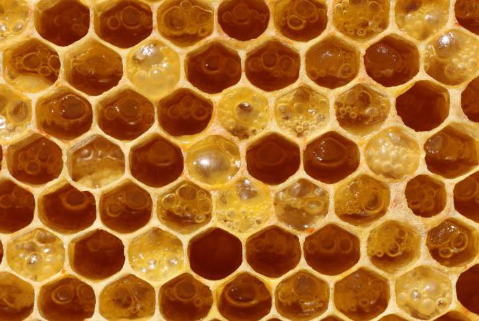перга пчелиная полезные свойства