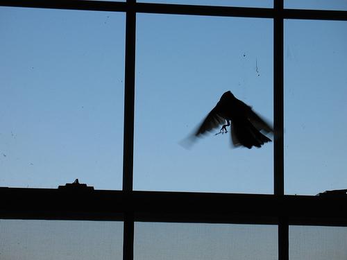 птица залетела в окно