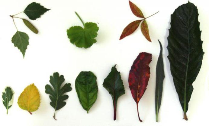 формы простых и сложных листьев