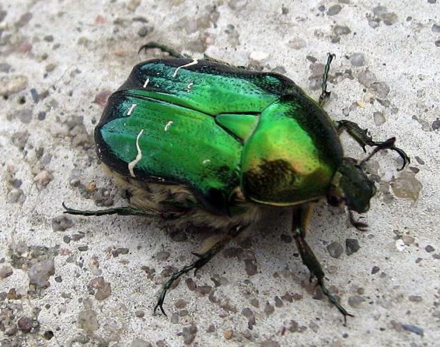 зеленые блестящие жуки