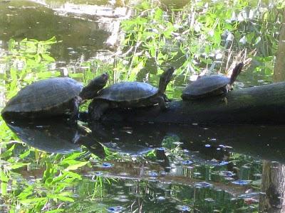 сколько живут водяные черепахи
