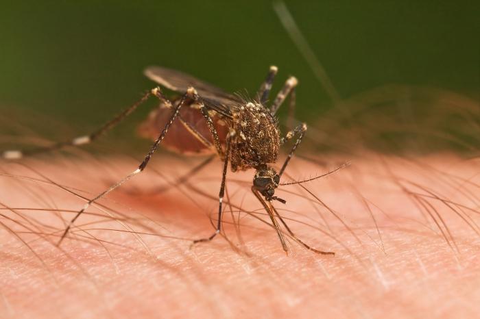 как размножаются комары