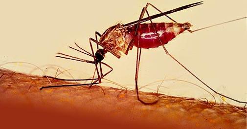 как отличить малярийного комара