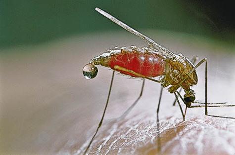 малярийный комар в россии