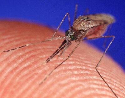 размер малярийного комара