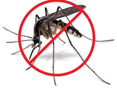 сколько живет комар после укуса