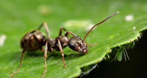 как избавиться от муравьев на грядке