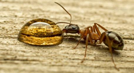 меры борьбы с садовыми муравьями