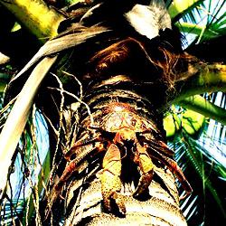 пальмовый вор или кокосовый краб