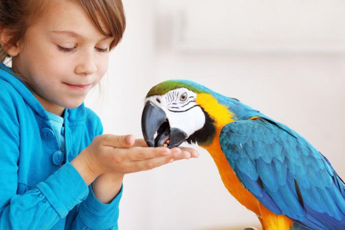 интересные факты про попугаев