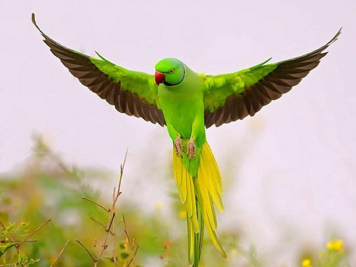 интересные факты из жизни попугаев