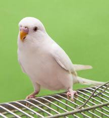 интересные факты о попугаях для детей