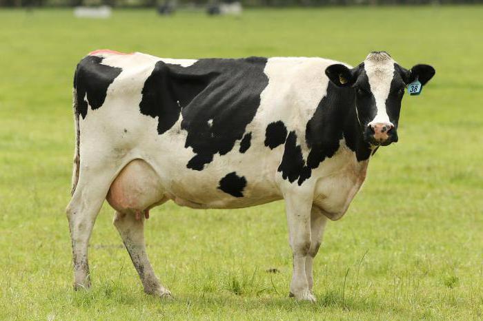 сколько весит корова мясом