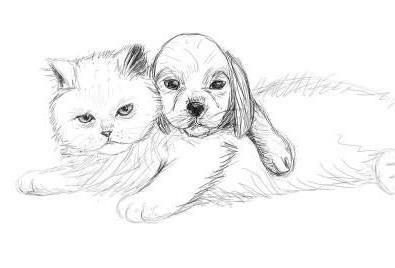 как нарисовать кошку и собаку карандашом поэтапно для начинающих
