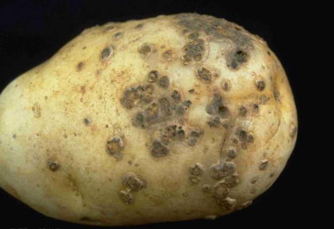 картофель сорт ривьера отзывы