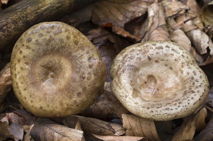 гриб млечник обыкновенный фото 