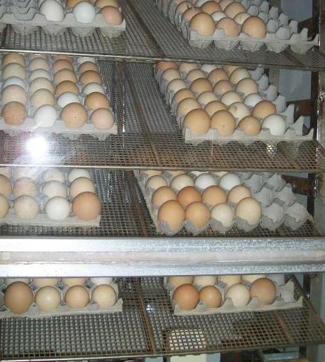 Инкубация яиц цесарки
