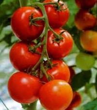 томаты мульчирование