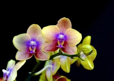 орхидея как рассаживать