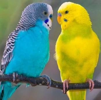 волнистые попугаи как определить возраст