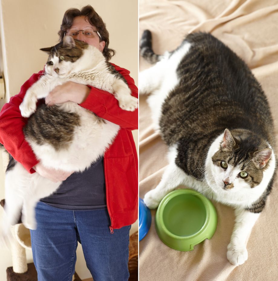 Самые тяжелые коты в мире и их хозяева - фото, интересные факты.