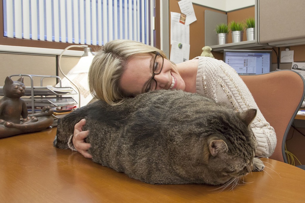 Самый тяжелый кот.