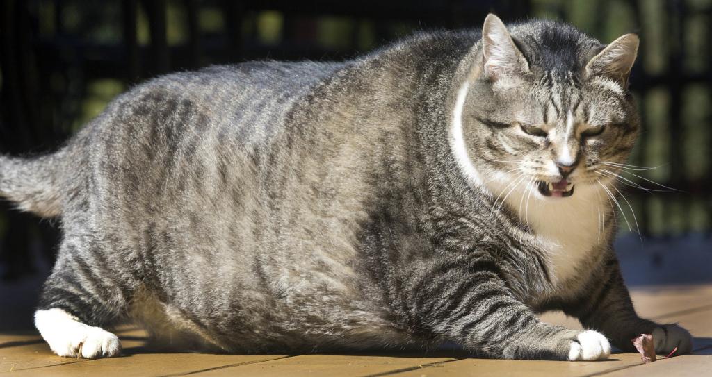 Тяжелый полосатый кот.