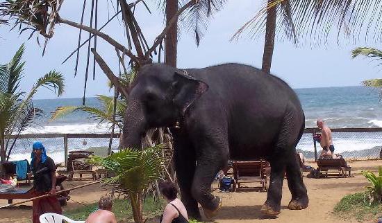 Villa Ocean View Hotel 3 Шри-Ланка