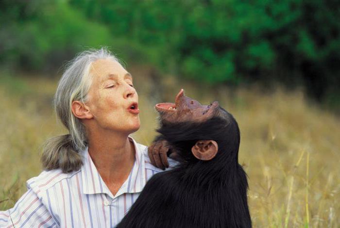 джейн гудолл шимпанзе в природе поведение