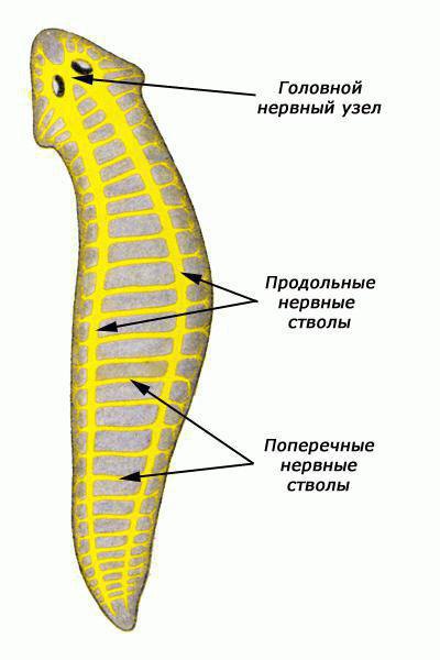 нервная система диффузного типа существует у