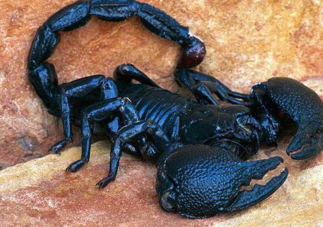 Паукообразные: интересные факты о скорпионах.